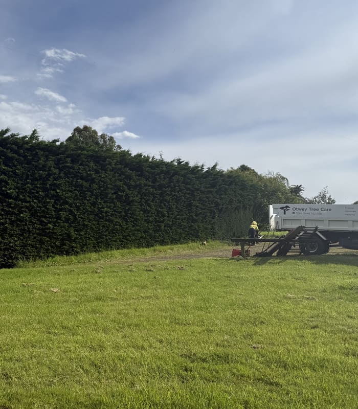 Otway Tree Care crew trimming a large boundary hedge