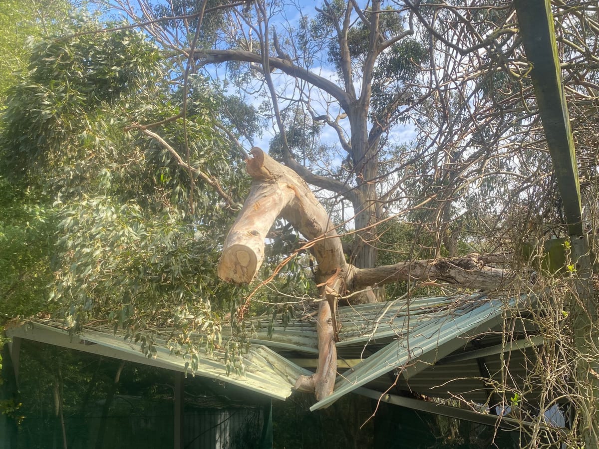 Fallen tree branch on a shed roof after storm damage