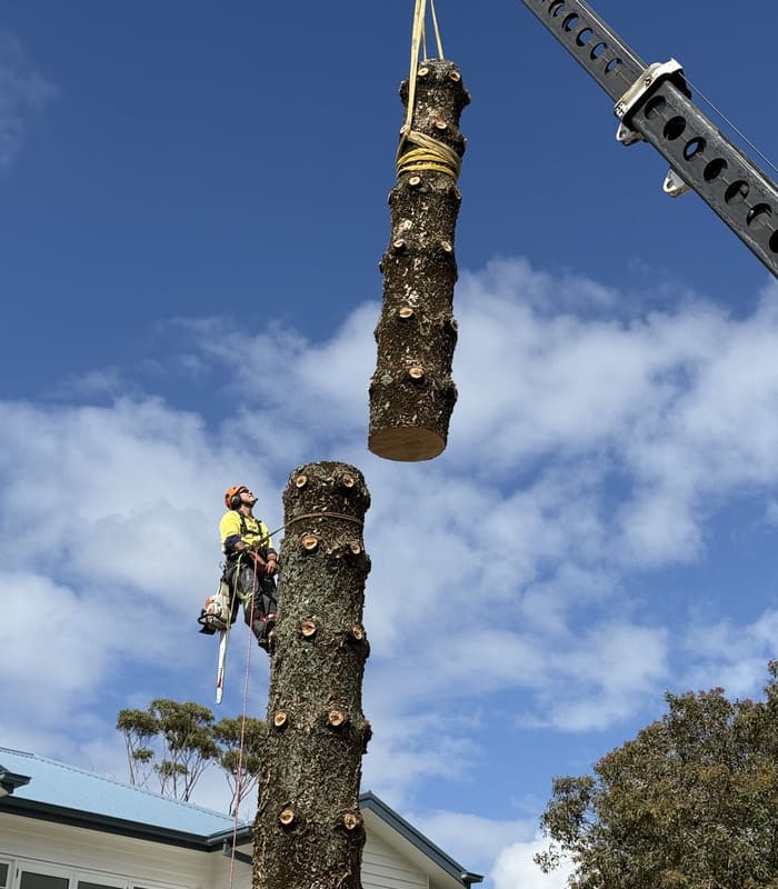 Crane assisting with large tree removal, lifting sectioned logs