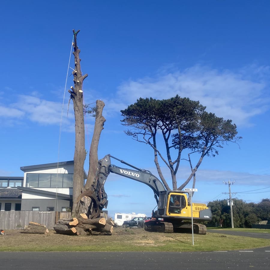 Excavator assisting with large tree removal near a property