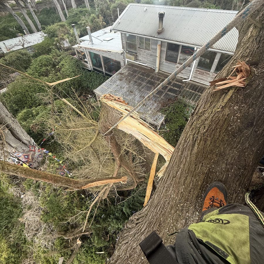 Arborist descending through tree canopy on rope