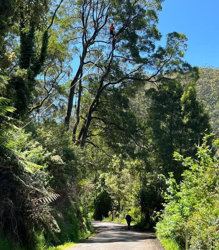 Tom Kleindienst, arborist at Otway Tree Care, working near the coast at Apollo Bay