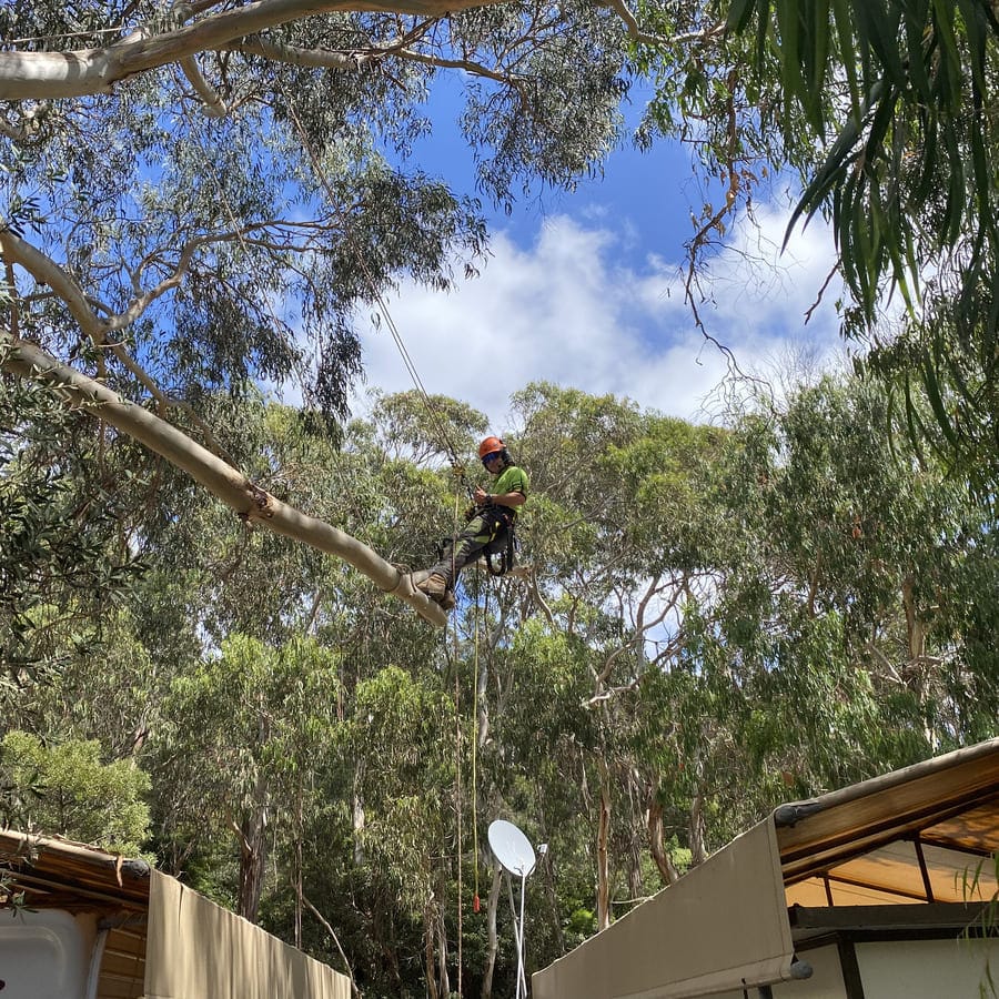 Excavator removing a dead tree and stacked logs