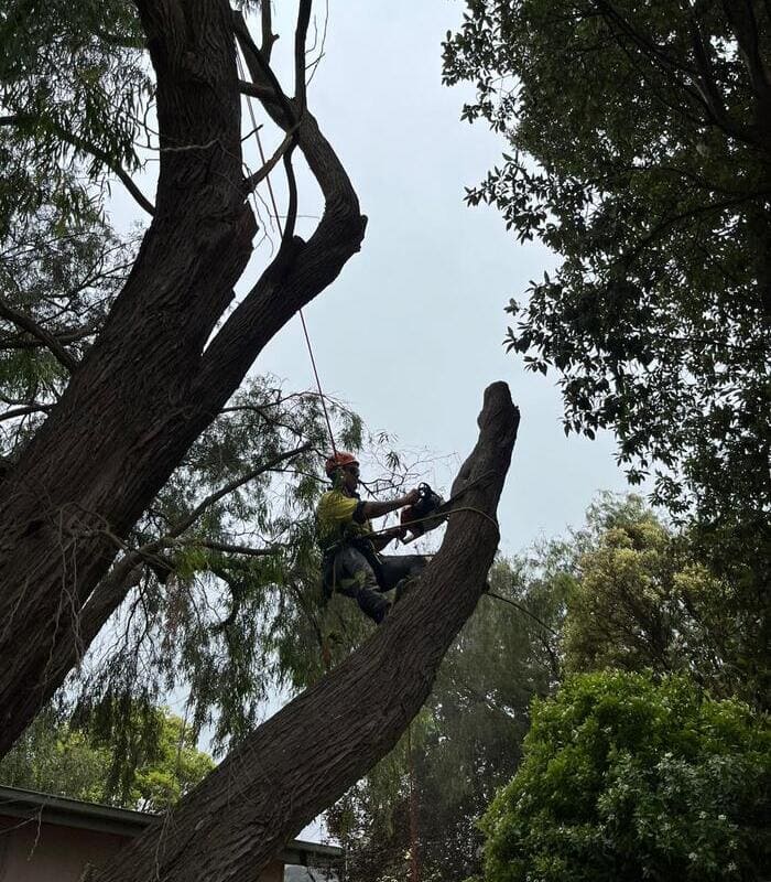 Arborist performing tree pruning work using rigging equipment