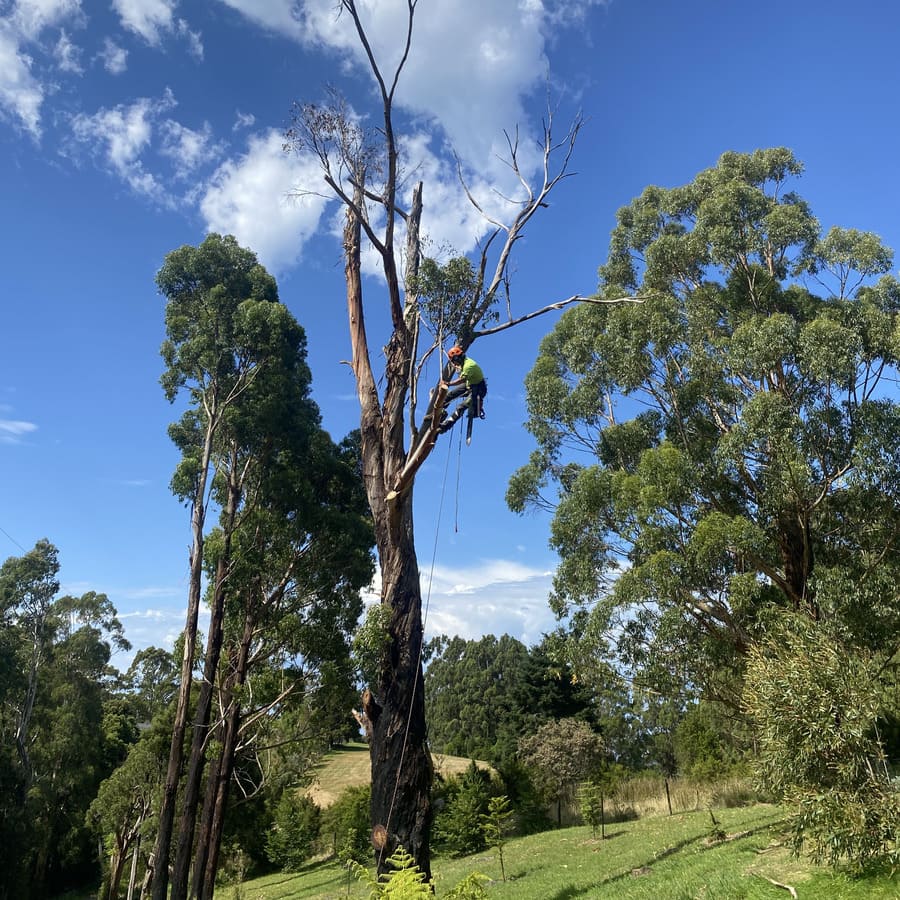 Arborist climbing a dead tree to dismantle it safely