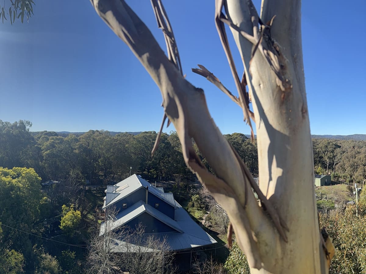 View through eucalyptus branches over a property in the Otways