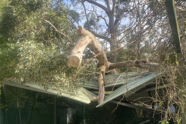 5 Signs Your Otways Property is Ready for a Professional Tree Safety Assessment