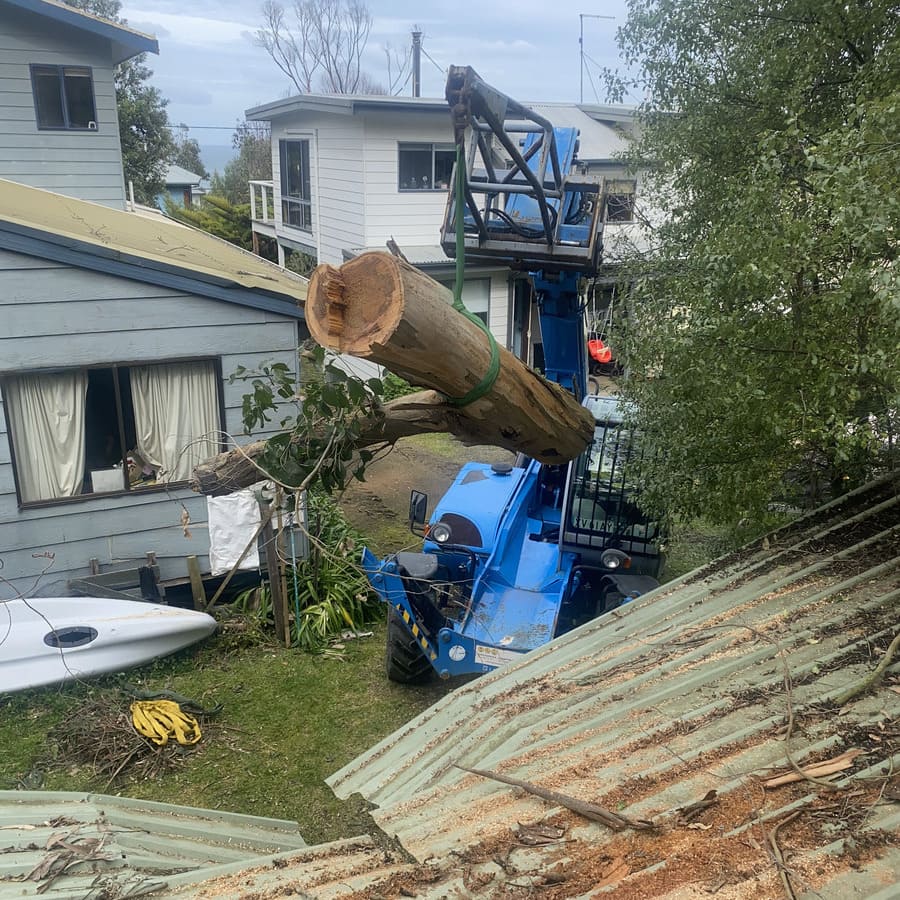Crane lifting a large tree section away from a rooftop
