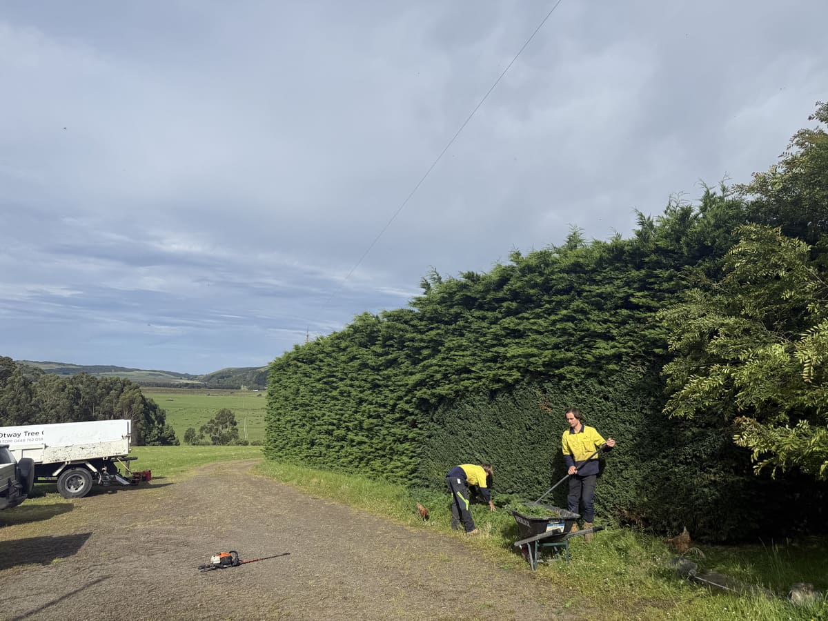 Otway Tree Care crew trimming a large hedge beside their work truck