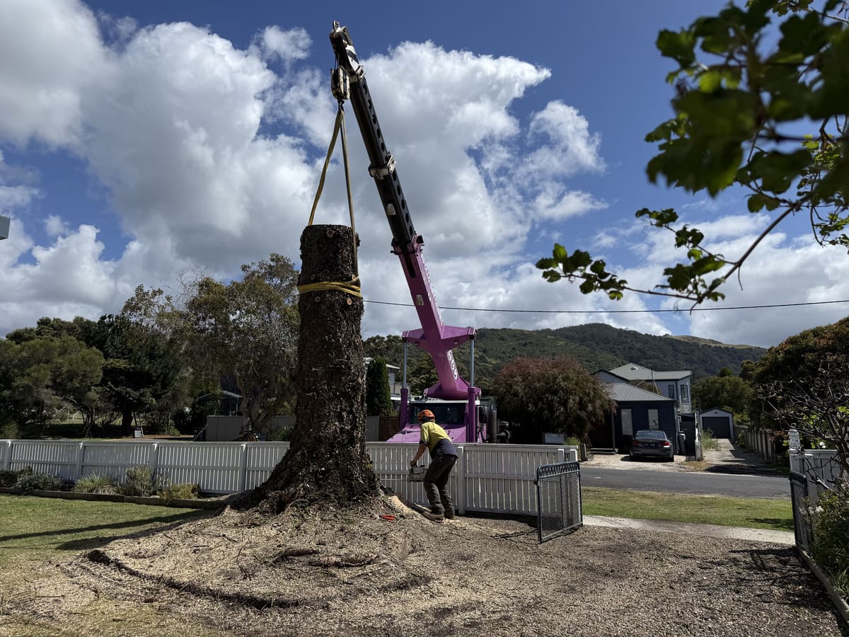 Otway Tree Care excavator assisting with a large tree removal