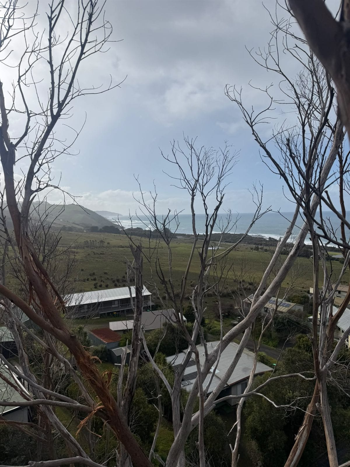 View of the Southern Ocean and Otways coastline framed by the bare branches of a dead eucalyptus