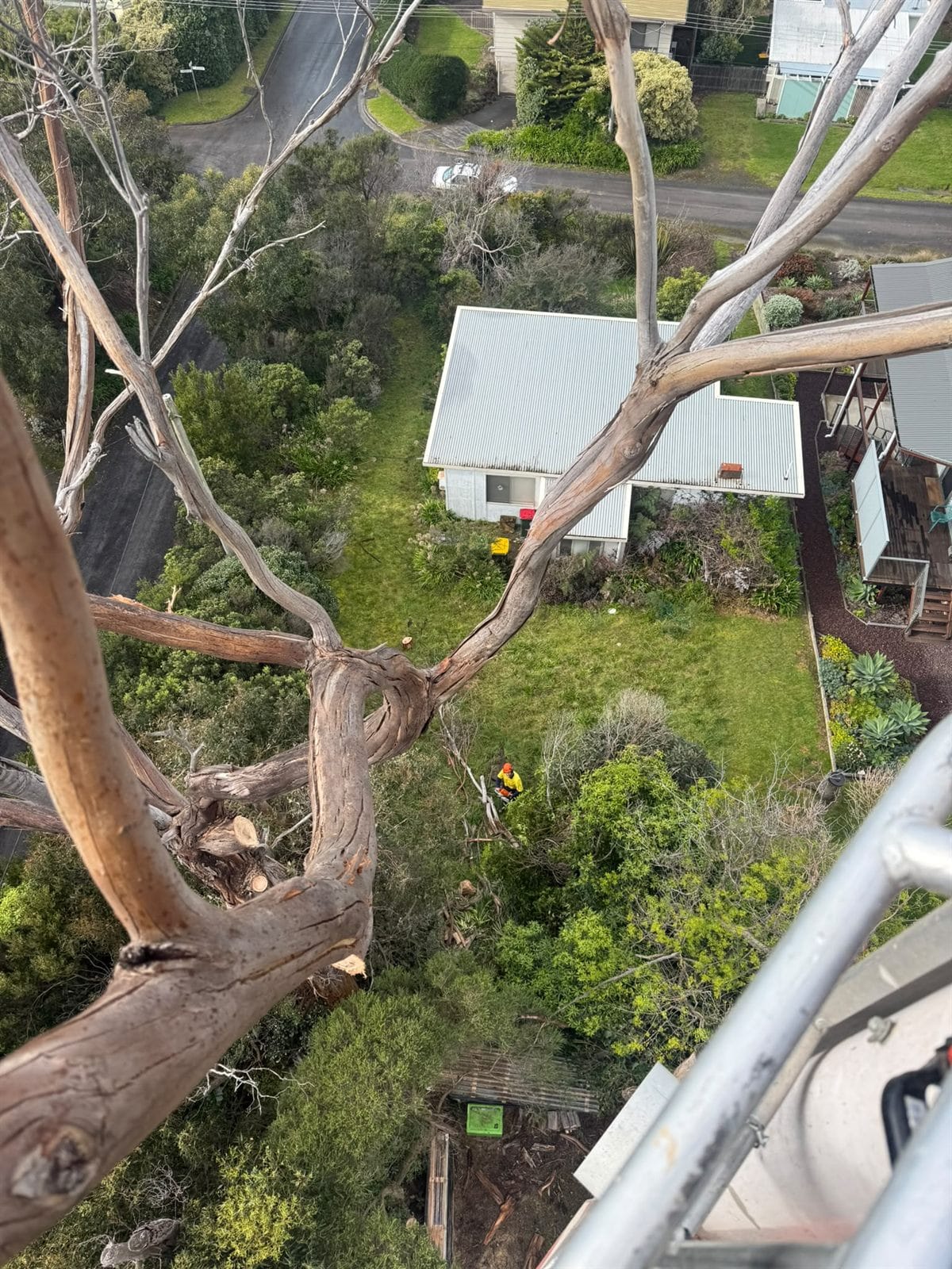 Looking down the trunk of a dead eucalyptus being dismantled section by section in Skenes Creek