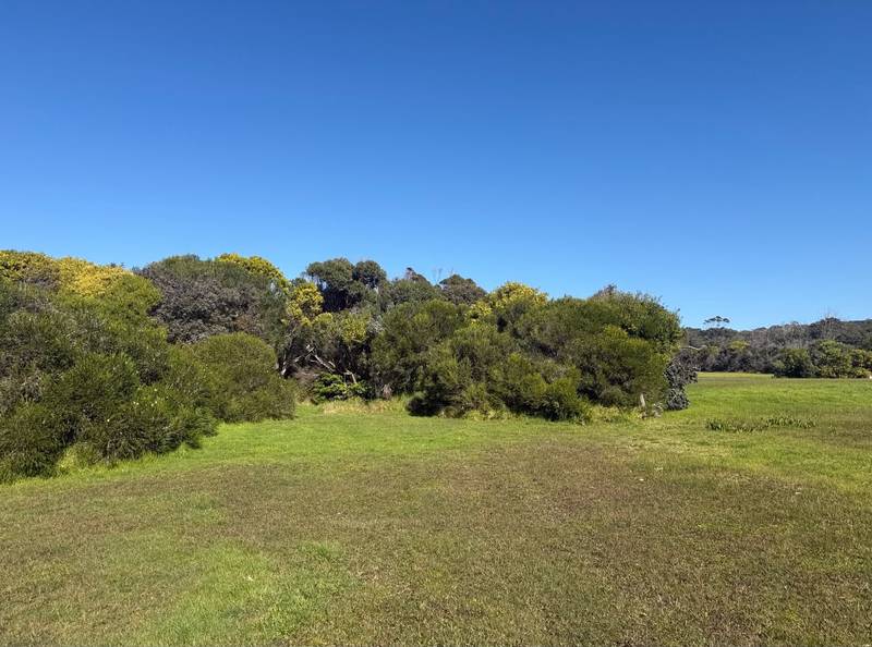 Dense coastal scrub and trees growing at the edge of a grassy airfield, before clearing