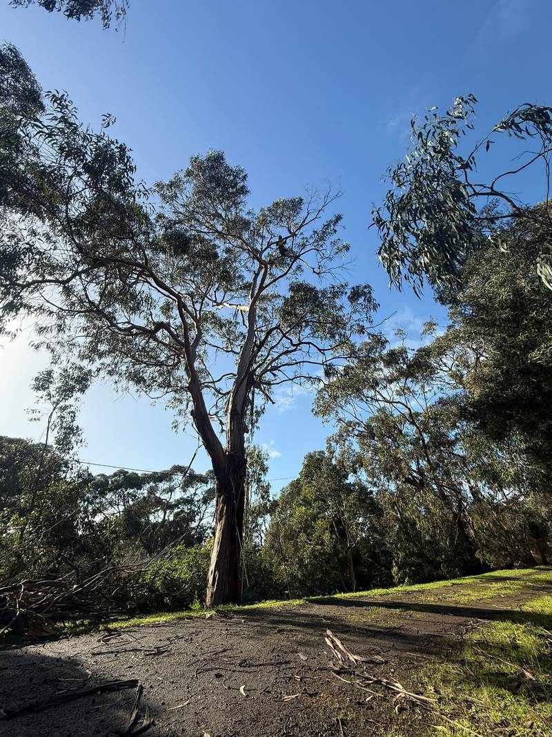 Looking up the trunk of a tall blue gum into its crown