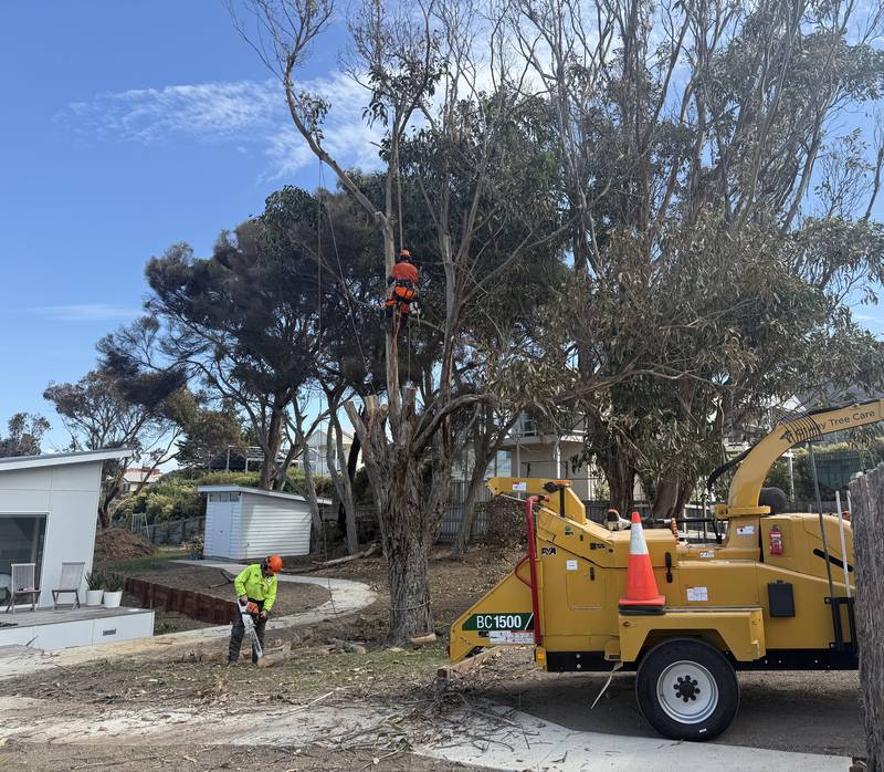 An arborist roped into a coastal gum while a groundsman works beside the chipper below