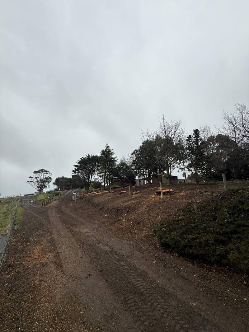 After: the driveway bank cleared of cypress, ready for native planting