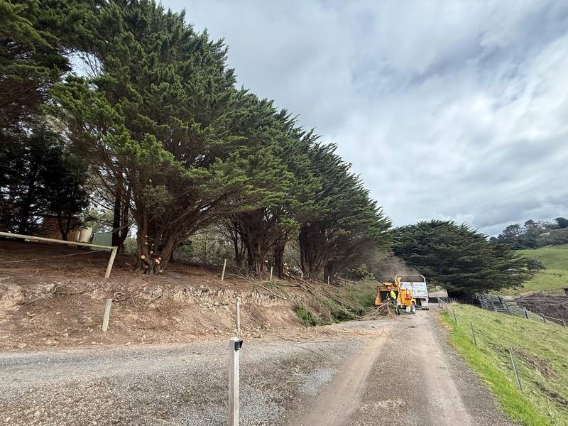 Before: an overgrown cypress windbreak crowding a rural driveway