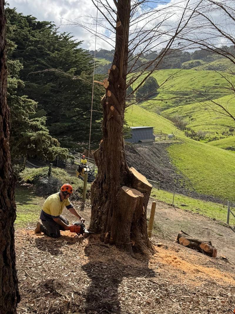 Crew member cutting a cypress trunk low to the ground, with hills behind