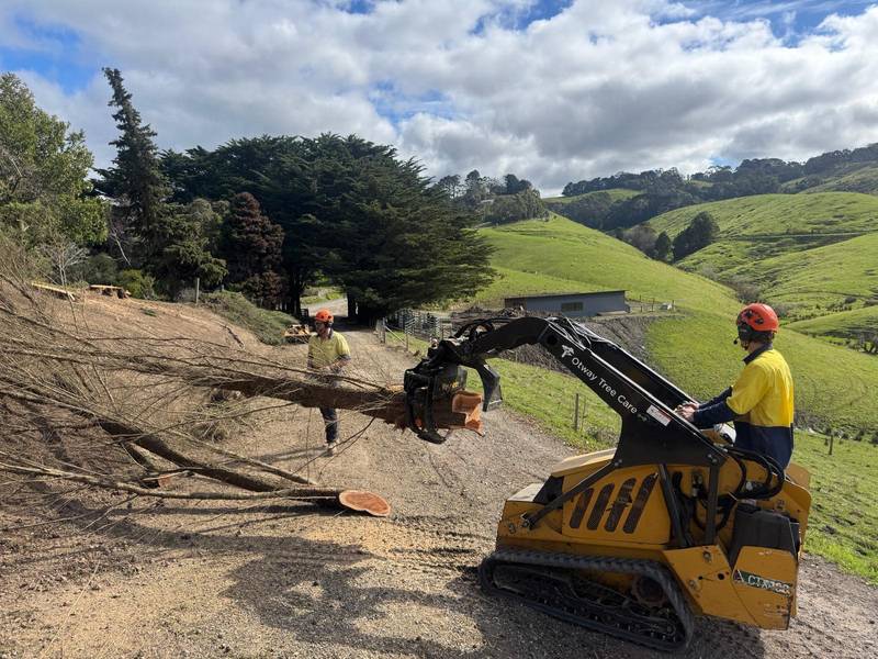 Tracked loader moving cypress logs while a crew member watches