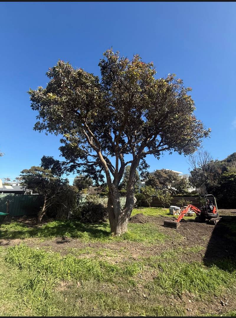 The flowering gum after a light reduction and deadwood removal