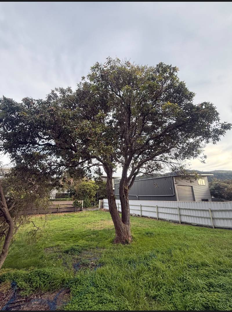 A flowering gum before pruning, with long, heavy limbs