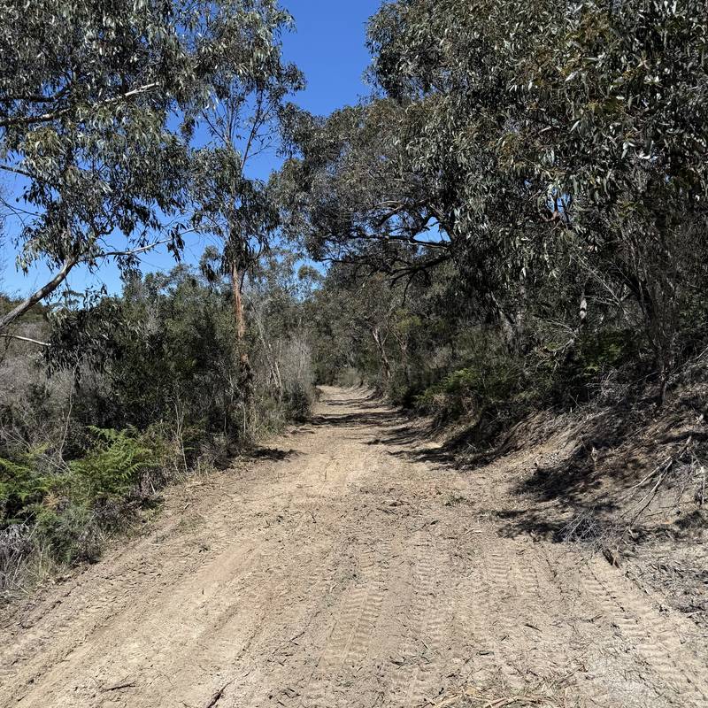 A wide cleared track through coastal scrub after mulching