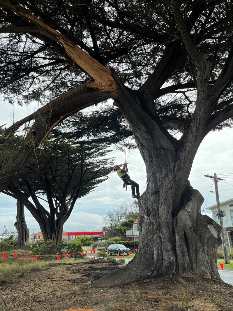 Climber on ropes beneath an old cypress with a split, hanging limb on the Apollo Bay foreshore