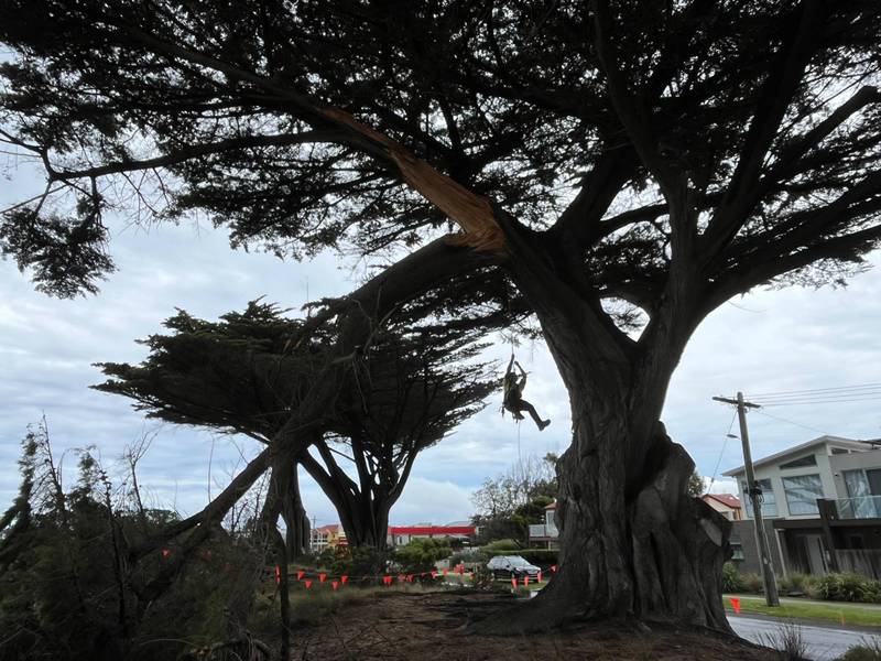 A large old cypress on the foreshore with a torn limb, and a climber roped in below it