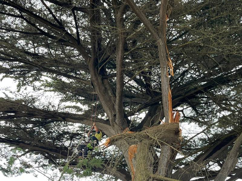 Climber working in the canopy of the cypress below the split limb