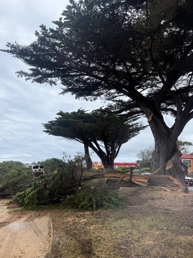Cut cypress branches beside the foreshore walking track, with the chipper in the foreground