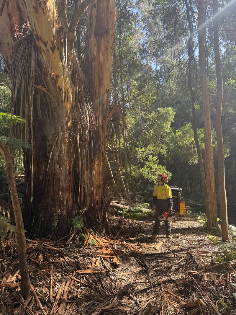 A crew member dwarfed by a giant eucalypt in Otway fern forest