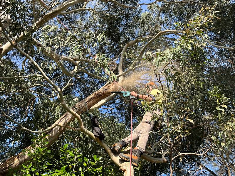 Sawdust spraying as the nesting hollow is carved into the limb