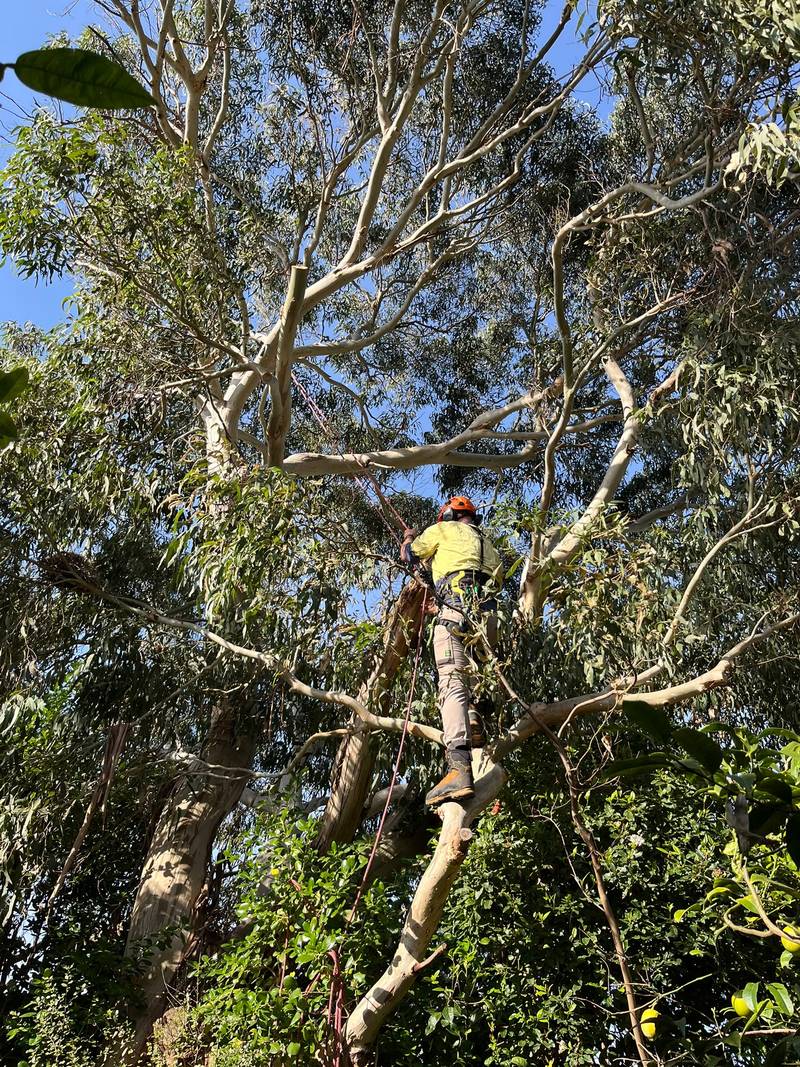 Arborist climbing into the eucalypt to reach the dead limb