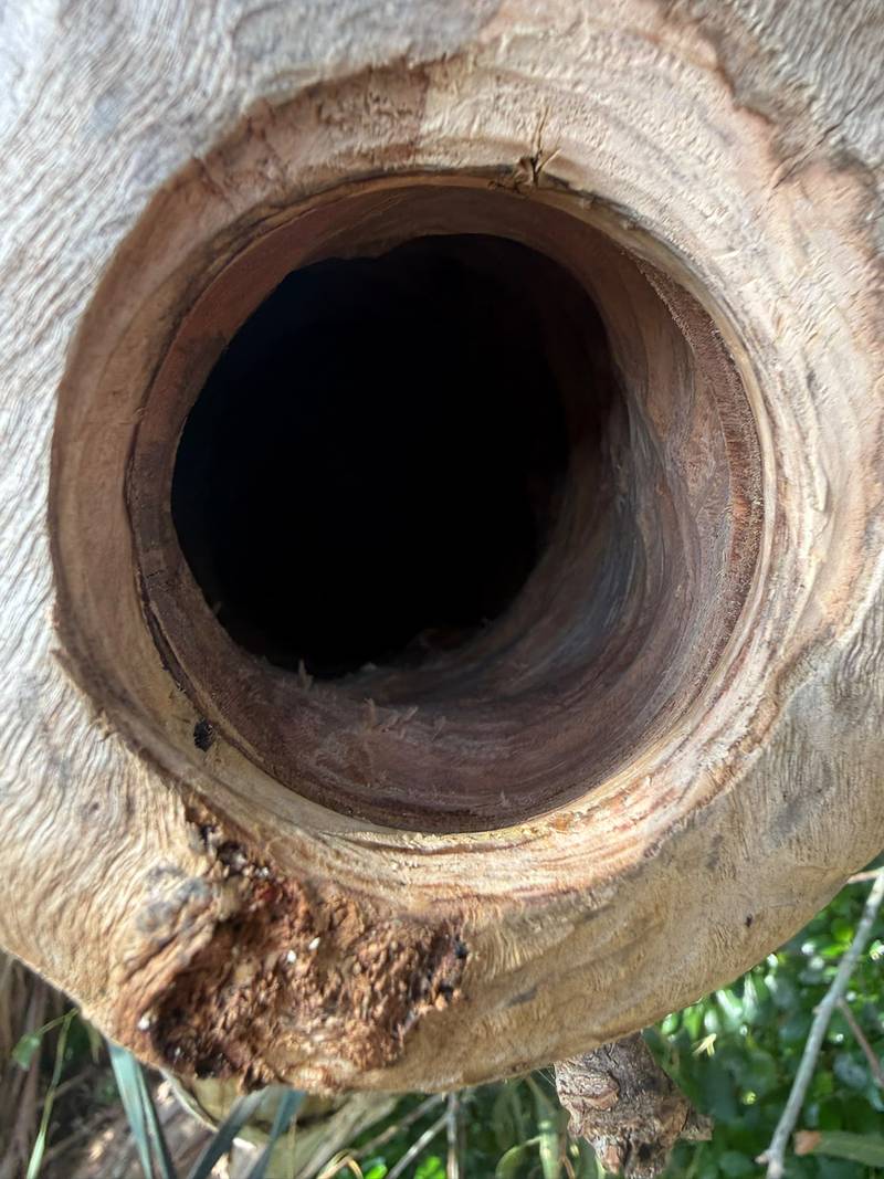 Looking into the smooth, carved chamber of the nesting hollow