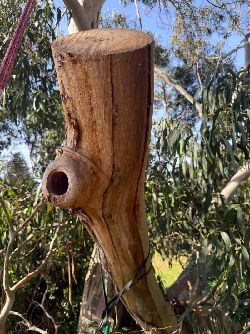 The retained dead limb with its carved hollow, still attached to the tree