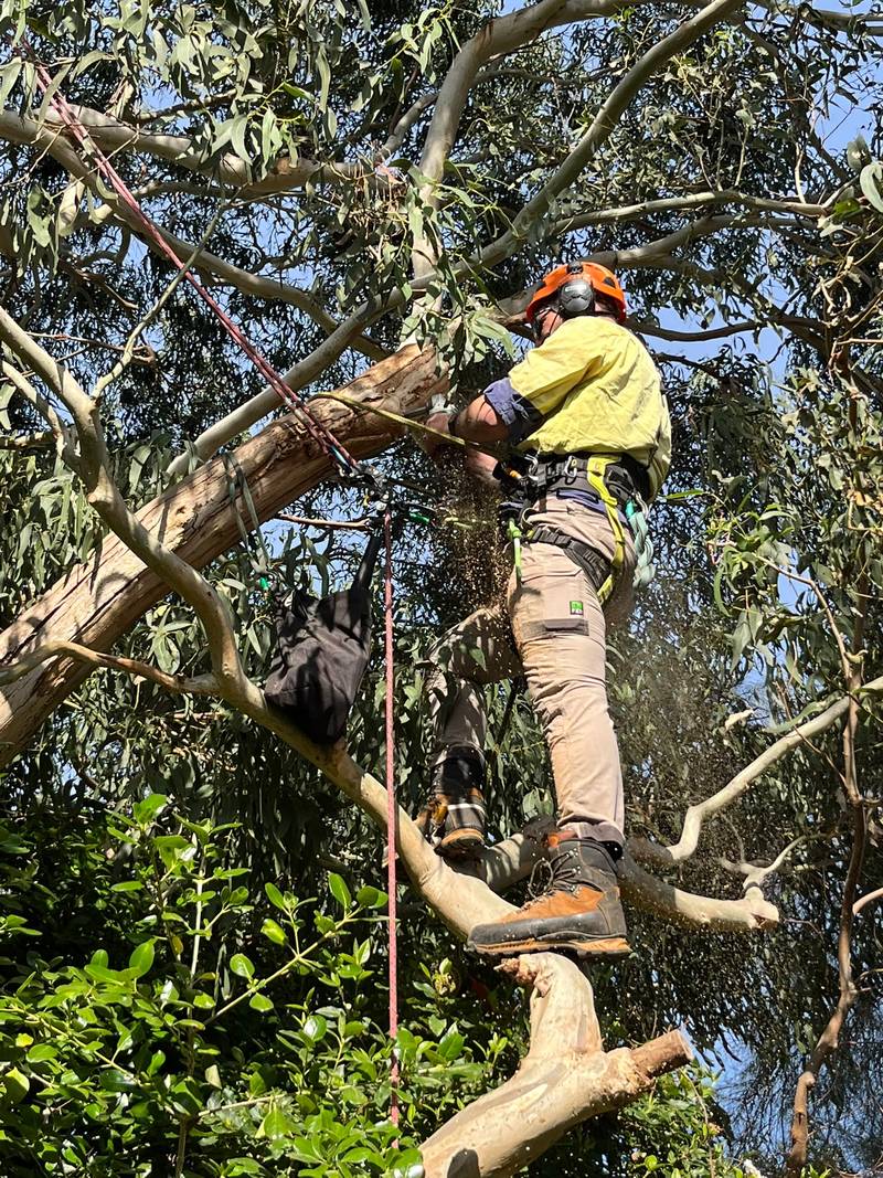 Arborist working on ropes in the crown of a eucalypt
