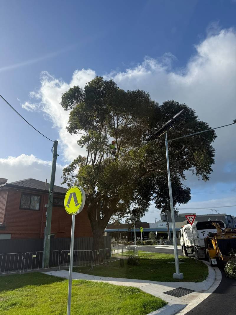 A eucalyptus beside a solar-powered street light at a roundabout in Apollo Bay