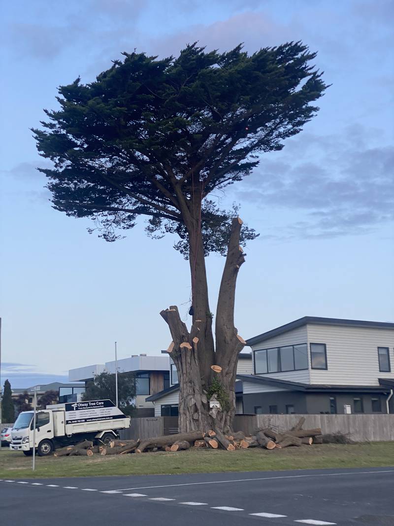 A large cypress being dismantled in stages beside a two-storey house