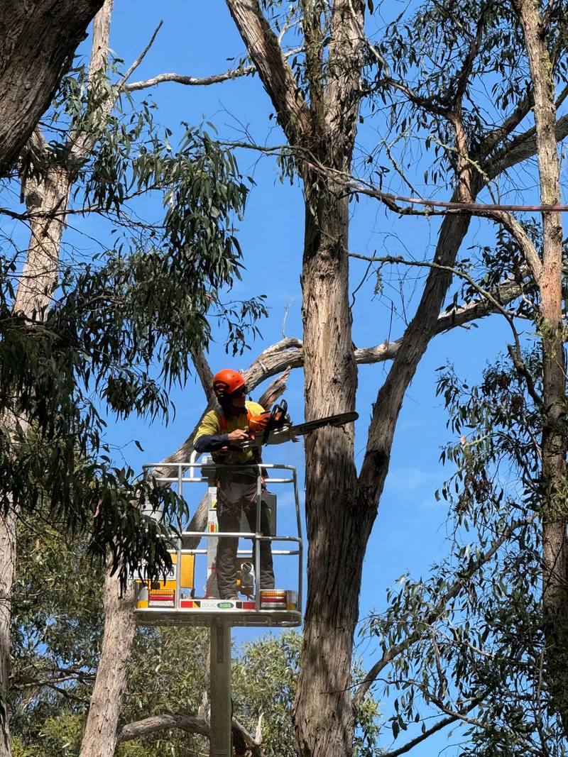 Arborist in the basket of a boom lift high among dead eucalypt limbs, cutting with a chainsaw