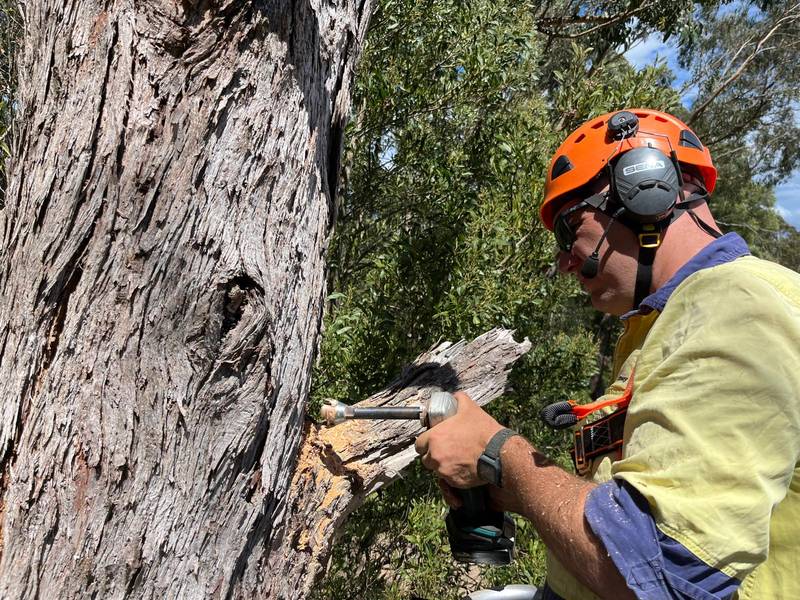 Arborist in a helmet carving a hollow into the timber of a dead eucalypt