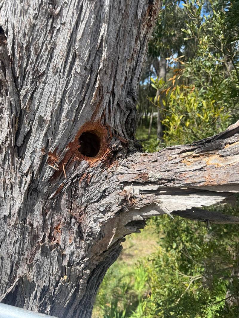 A round nesting hollow carved into the trunk of a dead eucalypt