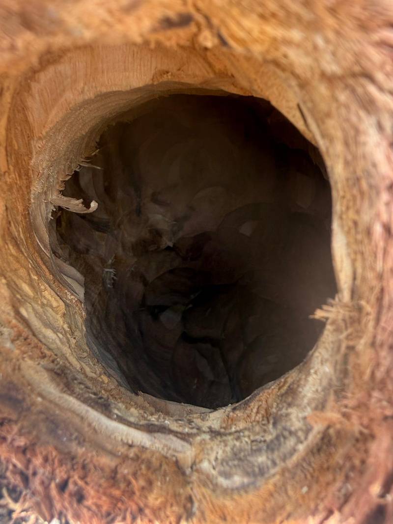 Looking into a freshly carved hollow in eucalypt timber