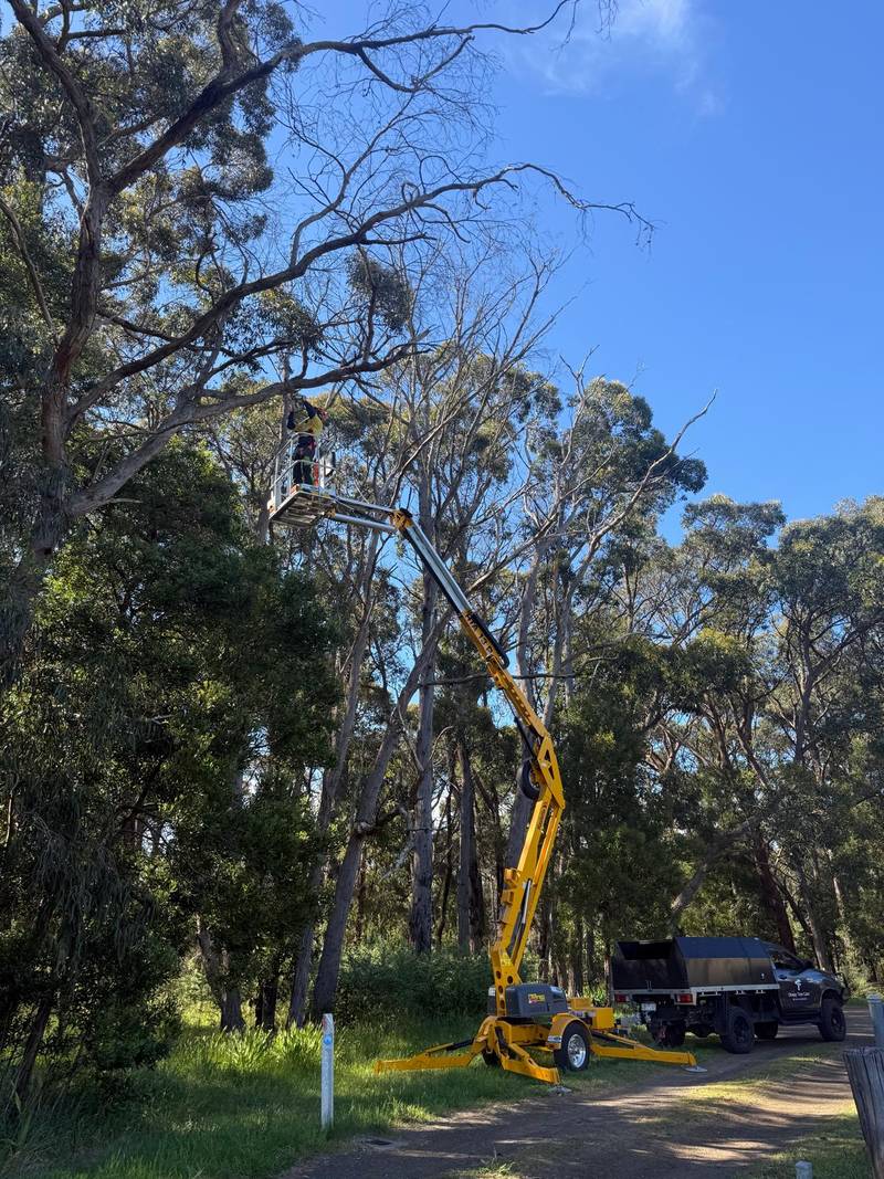 Trailer-mounted boom lift reaching up into dead eucalypts beside a track through a nature reserve