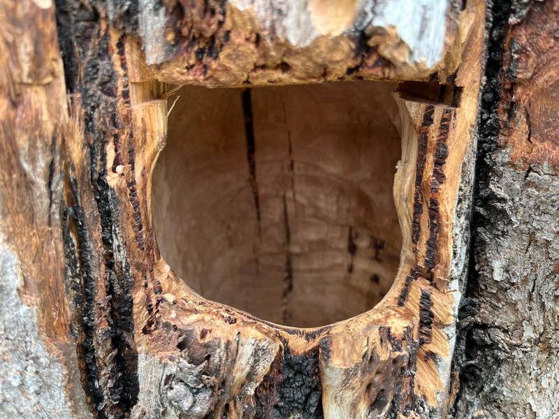 A carved hollow chamber opened into the face of a dead trunk