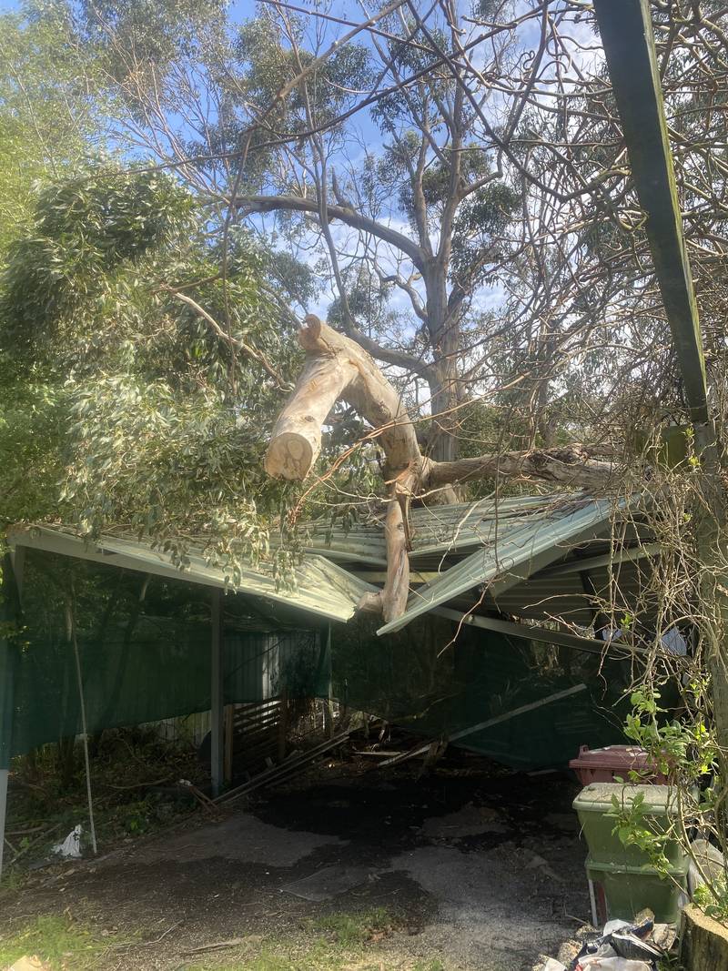 A broken trunk resting on a carport roof after strong winds