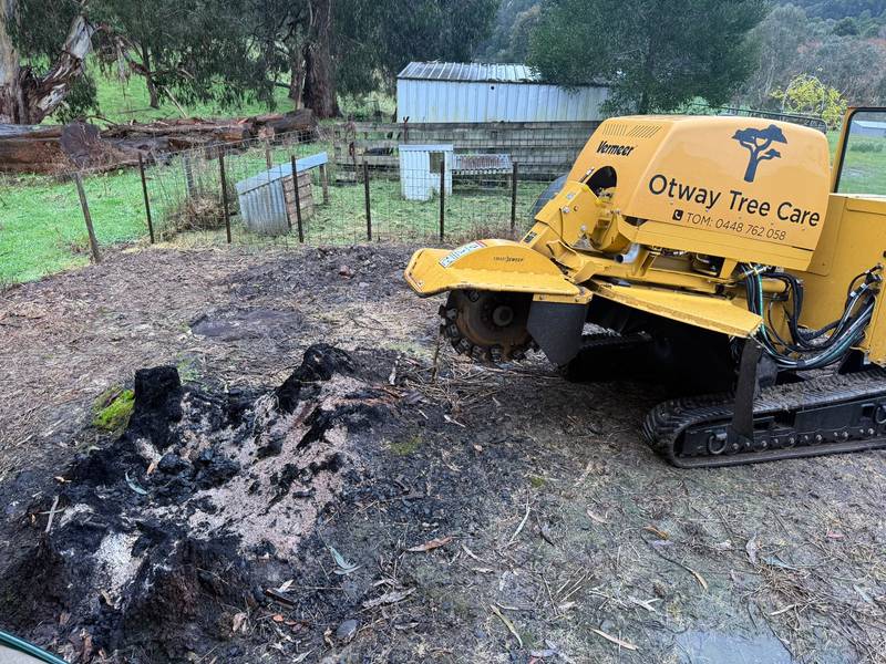 A partly burnt stump beside the Otway Tree Care stump grinder