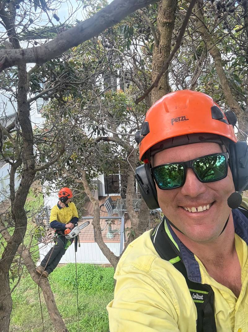 Tom and a second climber working in the same flowering gum