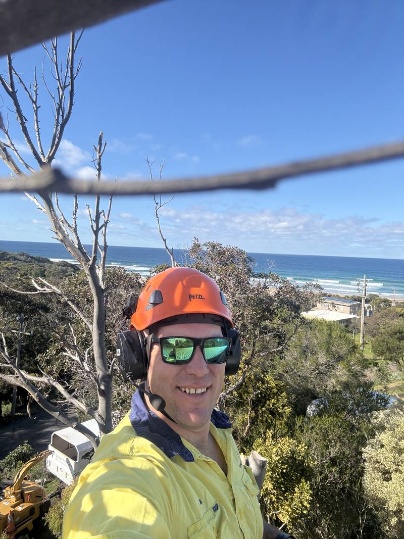 Tom Kleindienst in a tree with the ocean and beach behind him