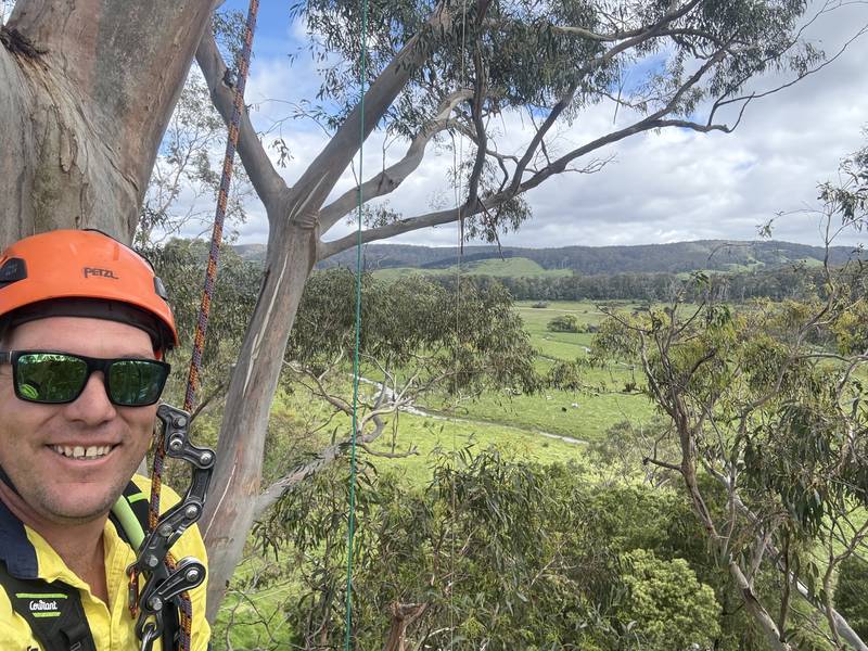 Tom Kleindienst in a tree above green farmland and forested hills