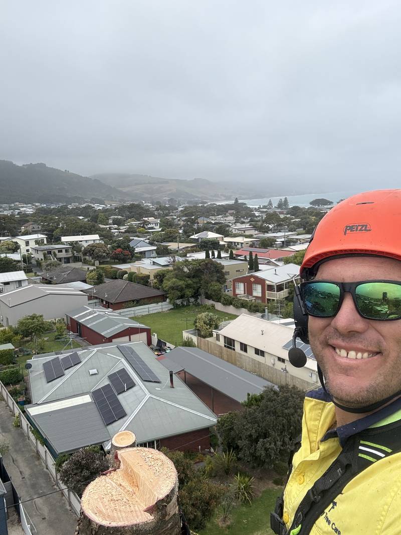Tom Kleindienst in a tree high above the rooftops of a coastal town